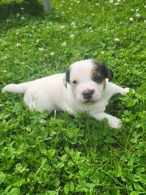 Les chiots de Jack Russell Terrier