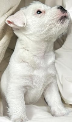 Les chiots de Jack Russell Terrier