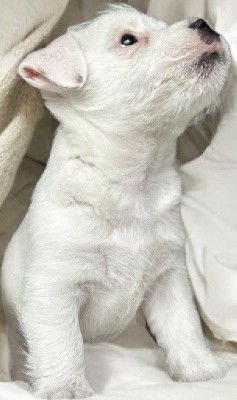Jack Russell Terrier