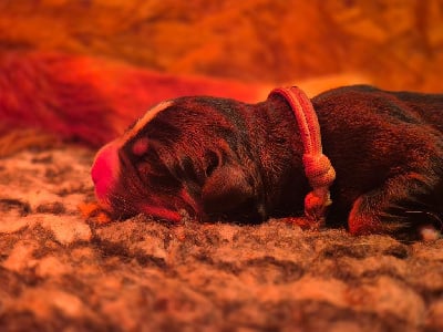 Les chiots de Bouvier Bernois