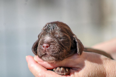 Les chiots de Cocker Spaniel Anglais