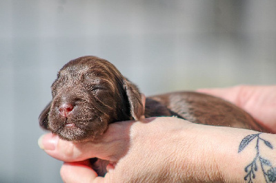 Les chiots de Cocker Spaniel Anglais
