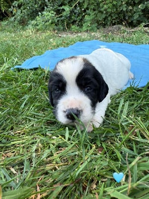 Les chiots de English Springer Spaniel