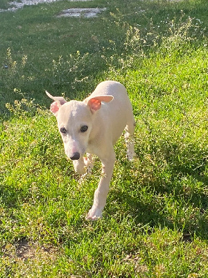 Les chiots de Whippet