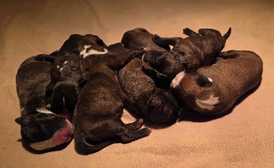 Les chiots de Boxer