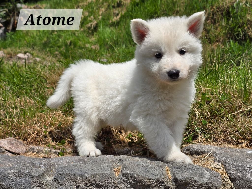 Atome - Berger Blanc Suisse