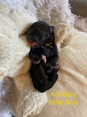 Cane Corso