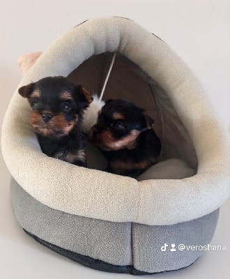 Les chiots de Yorkshire Terrier