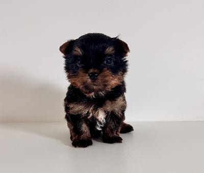 Les chiots de Yorkshire Terrier