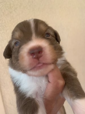 Les chiots de Berger Australien