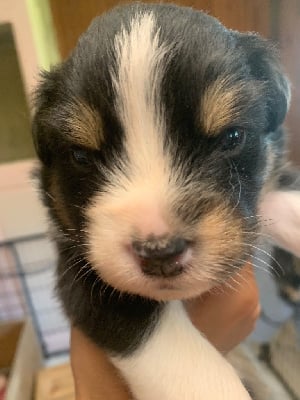 Les chiots de Berger Australien