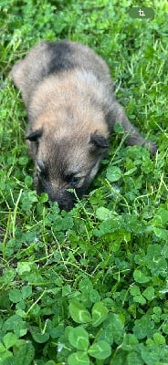 Les chiots de Chien finnois de Laponie