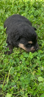 Les chiots de Chien finnois de Laponie