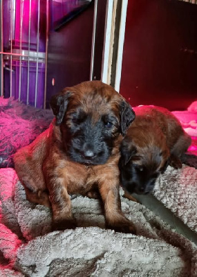 Les chiots de Berger de Brie