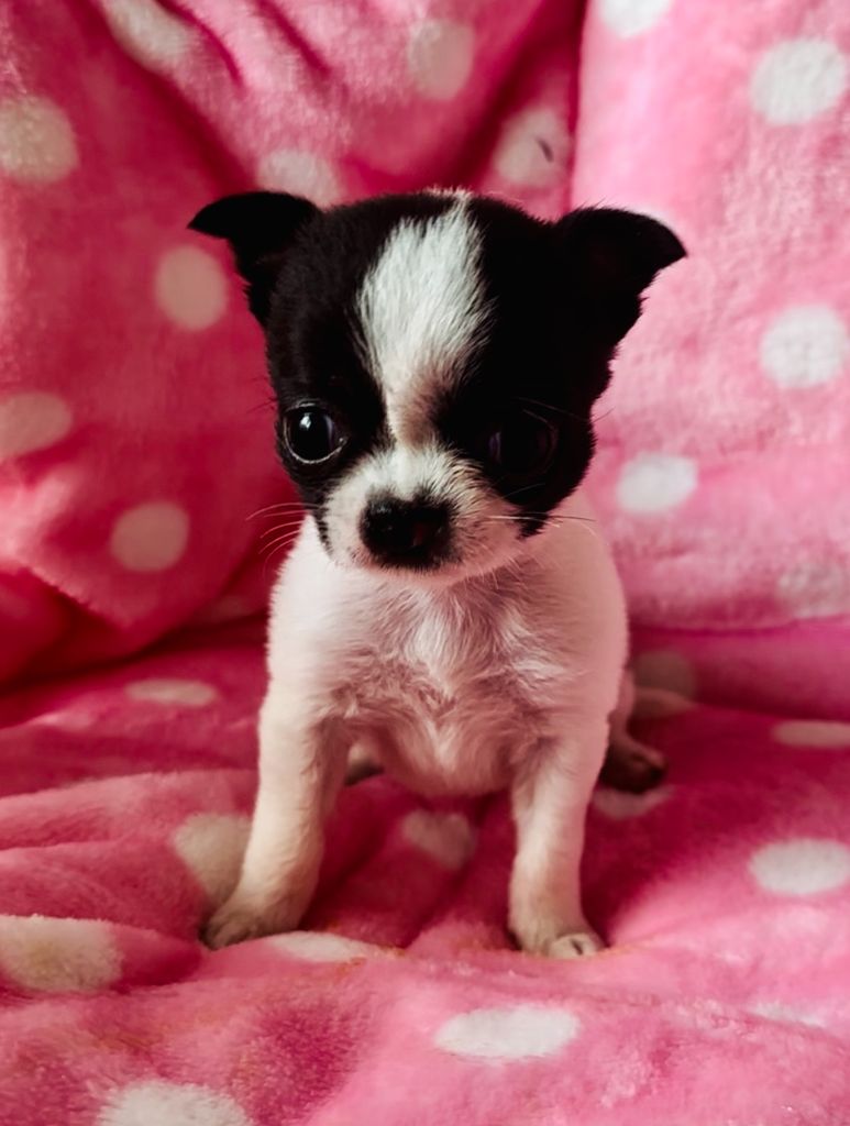 Victoire ( miniature) - Chihuahua