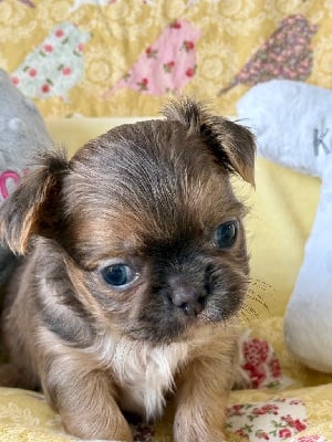 Les chiots de Chihuahua