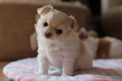 Les chiots de Chihuahua