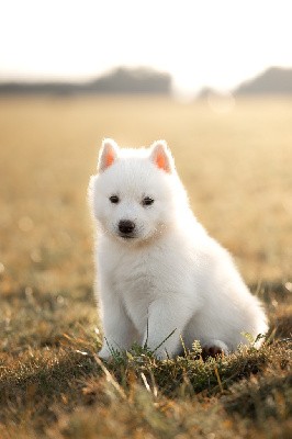 Siberian Husky