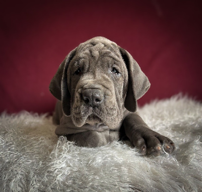 Les chiots de Dogue allemand