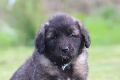 Les chiots de Leonberger