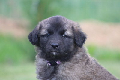 Les chiots de Leonberger