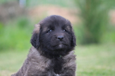 Les chiots de Leonberger