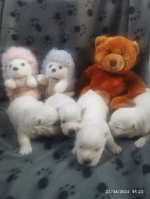 CHIOT - West Highland White Terrier