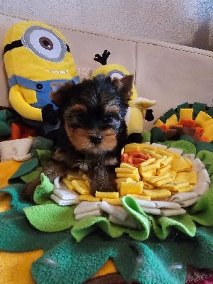 CHIOT 2 - Yorkshire Terrier