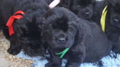 Les chiots de Terre-neuve