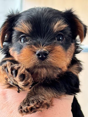 Les chiots de Yorkshire Terrier