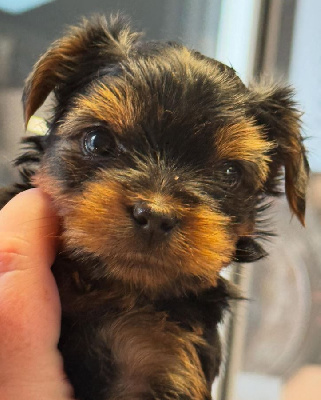 Les chiots de Yorkshire Terrier