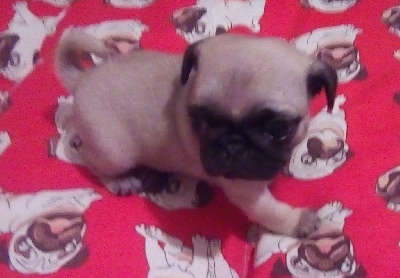 Les chiots de Carlin