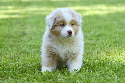 Les chiots de Berger Australien