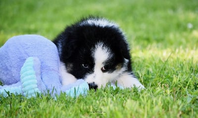 Les chiots de Berger Australien