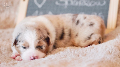 Les chiots de Berger Australien