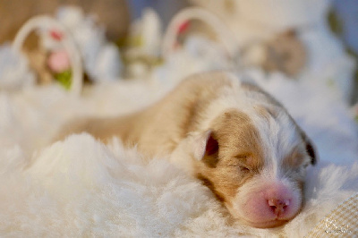 Les chiots de Berger Australien