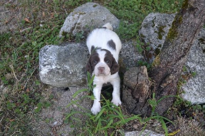 Les chiots de English Springer Spaniel