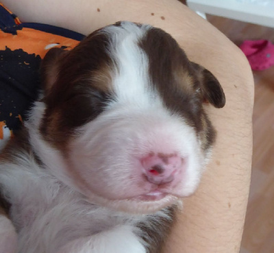 Les chiots de Berger Australien