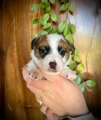Les chiots de Jack Russell Terrier