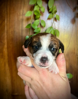 Les chiots de Jack Russell Terrier