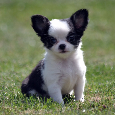 Les chiots de Chihuahua