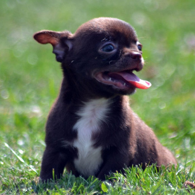 Les chiots de Chihuahua
