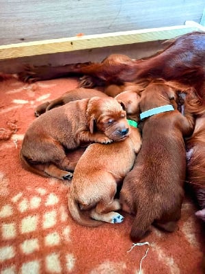 Les chiots de Setter irlandais rouge
