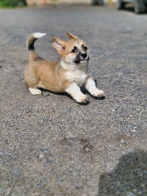 Les chiots de Welsh Corgi Pembroke