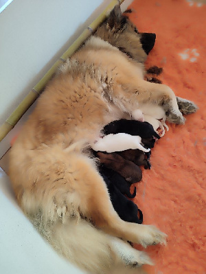 Les chiots de Eurasier