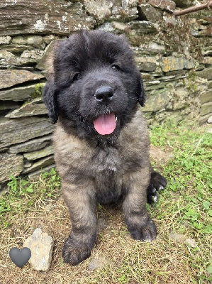 Les chiots de Leonberger