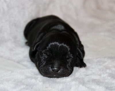 Les chiots de Staffordshire Bull Terrier
