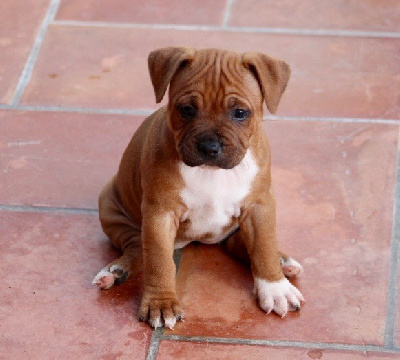 Les chiots de Staffordshire Bull Terrier