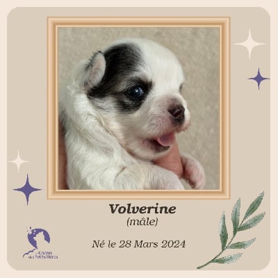 Volverine - Chihuahua
