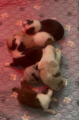 Les chiots de Berger Australien